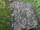 image of grave number 840749